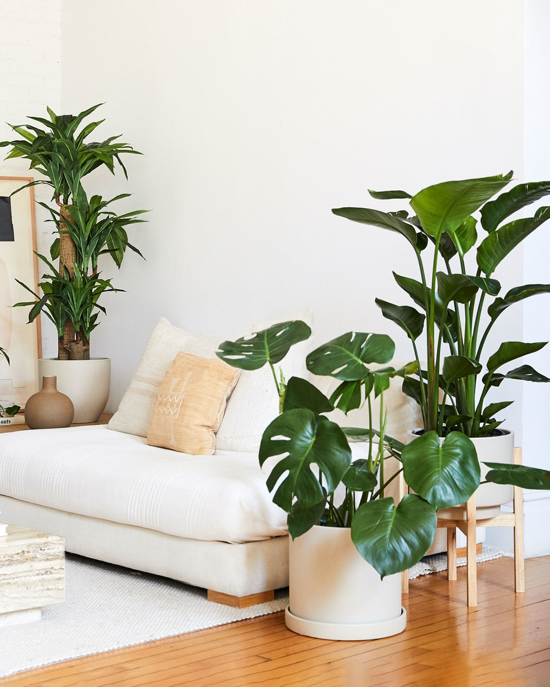The Sill Monstera