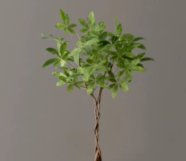 The Sill Faux Braided Money Tree