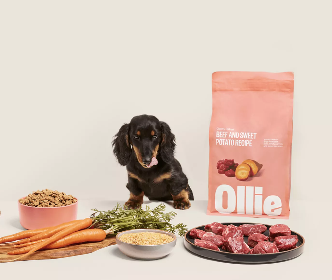 Ollie Reviews and Rating 2024 | Pet Accessories | The Runway