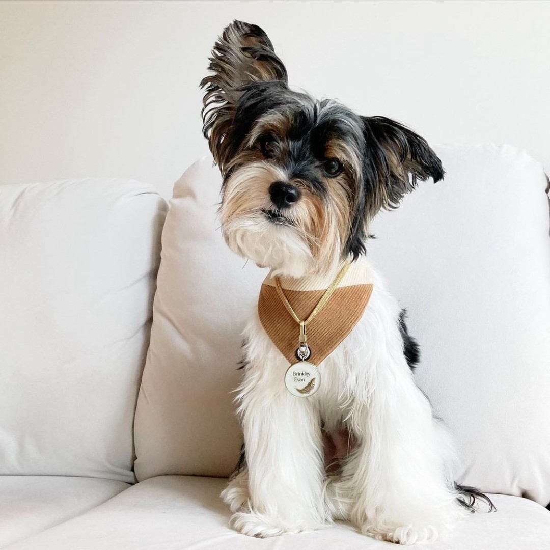 Eat Play Wag Reviews and Rating 2024 | Pet Accessories | The Runway