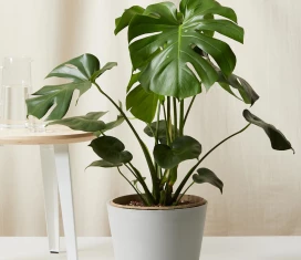 Bloomscape Monstera