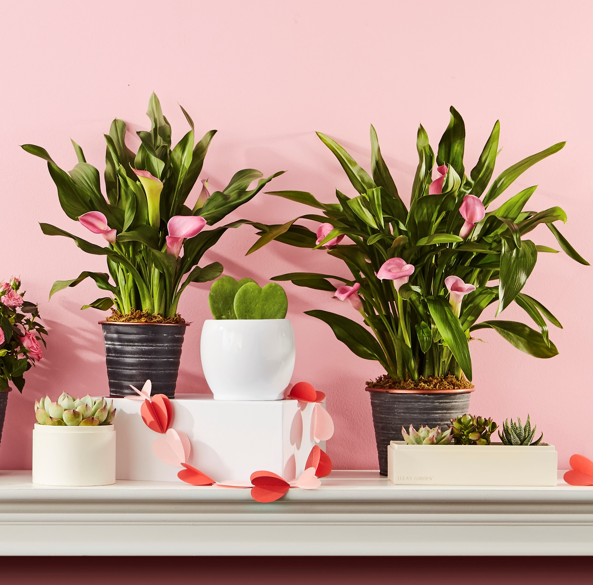 Plants.com Pink Calla Lillies