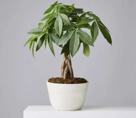 Plants.com Money Tree Plant