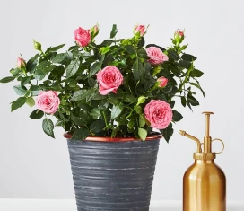 Plants.com Pink Rose Plant